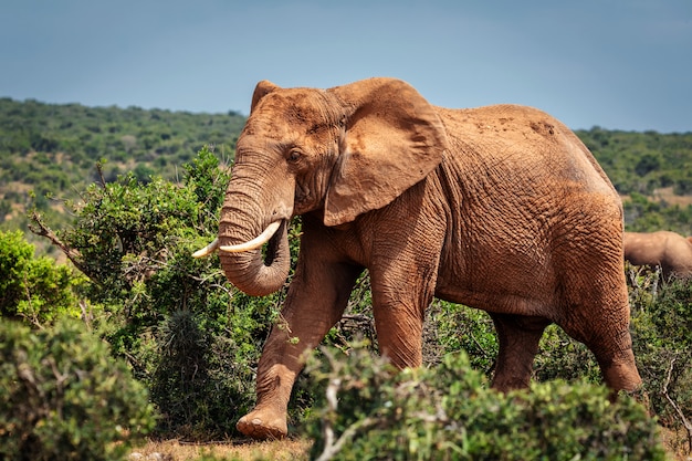 Großer afrikanischer Elefant, der in Büschen des Addo-Nationalparks, Südafrika geht