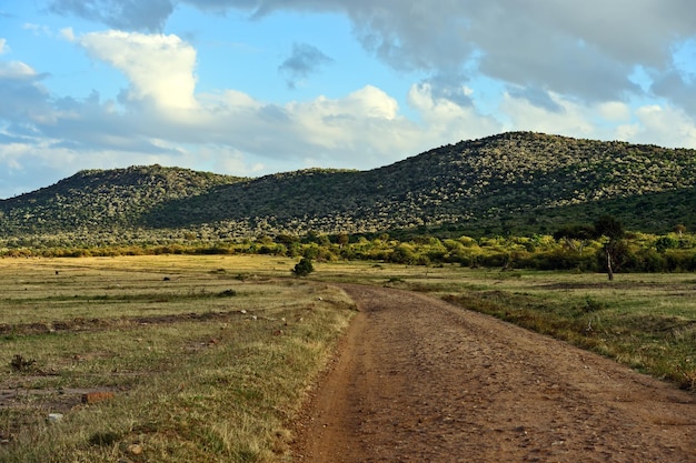 Großer Akazienbaum in den offenen Savannenebenen der Masai Mara