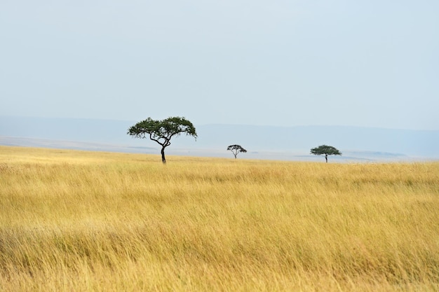 Foto großer akazienbaum in den offenen savannenebenen ostafrikas