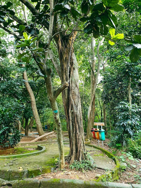 großer alter Baum im Park