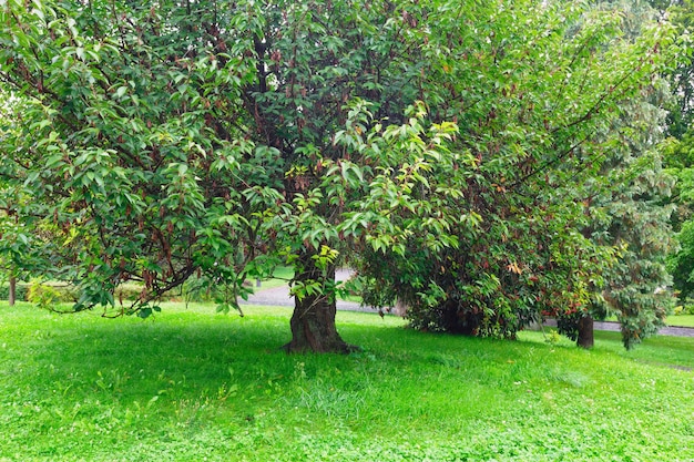 Großer ausladender Baum im Sommerpark