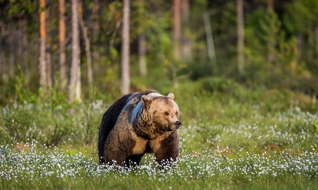 Großer Bär sitzt zwischen den weißen Blumen