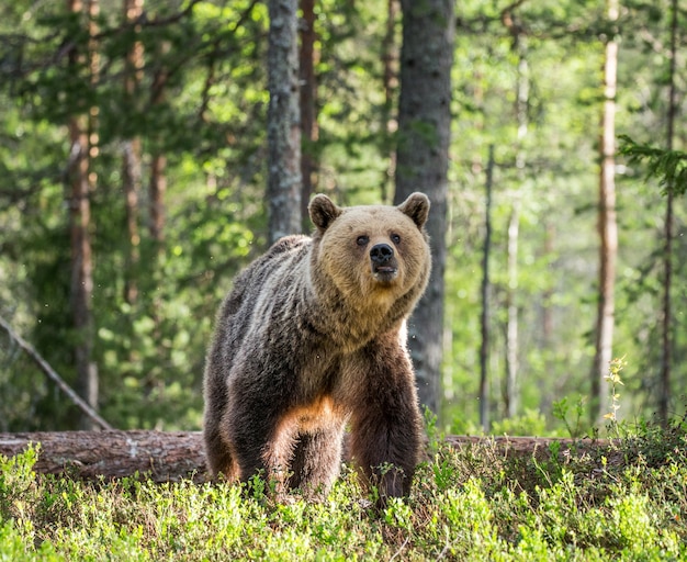 Großer Bär zwischen den Bäumen am Waldrand