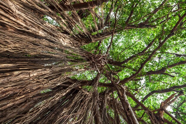 Großer Banyanbaum in Indien