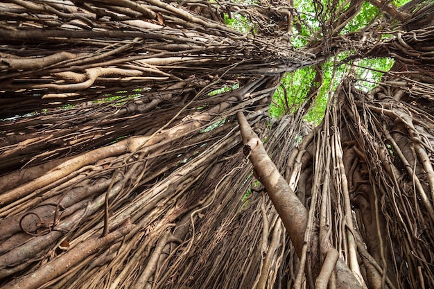 Großer Banyanbaum in Indien