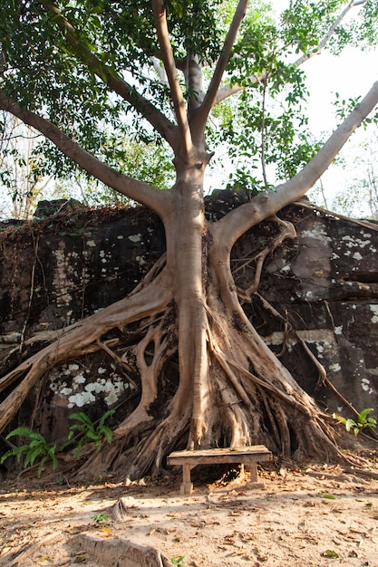 Großer Banyanbaum mit Wurzeln im Felsen in den Wäldern von Thailand.