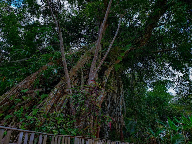 großer Baum alt und verwurzelt