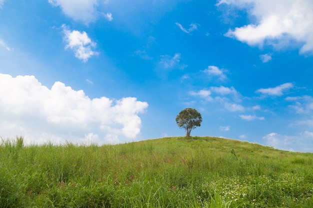 großer Baum auf dem Hügel