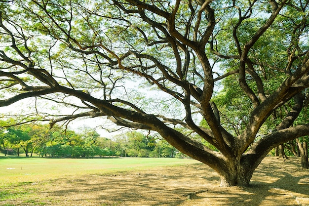 Großer Baum auf dem Rasen