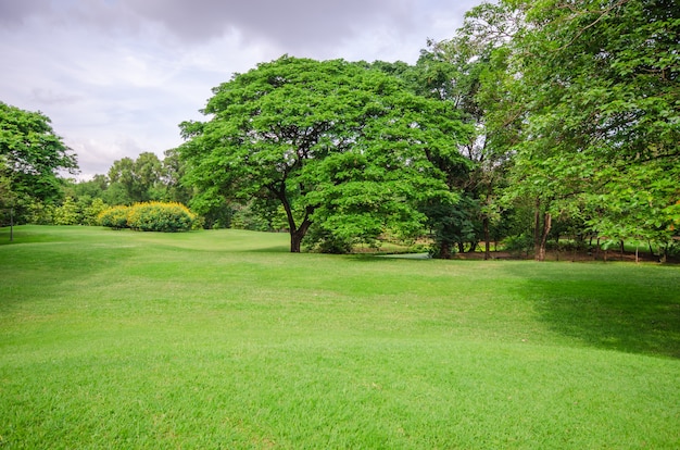 Großer Baum auf grüner Rasenfläche