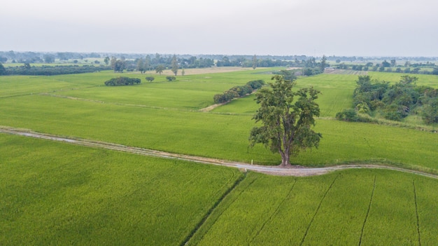 Großer Baum entlang Fußweg neben zwei Reisfeldern