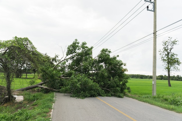 Großer Baum gefallen und blockiert die Straße