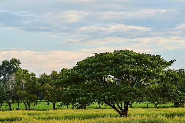 Großer Baum im Blumenfeld