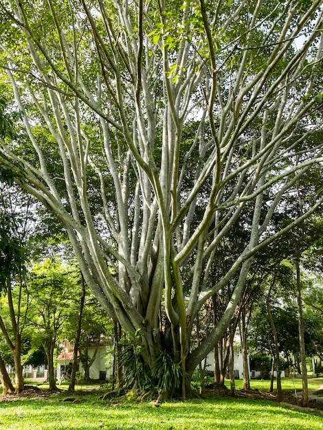 Foto großer baum im garten frischer zustand