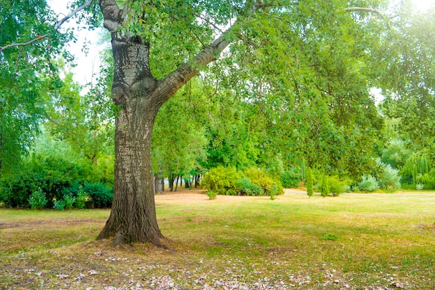 Großer Baum im grünen sonnigen Park