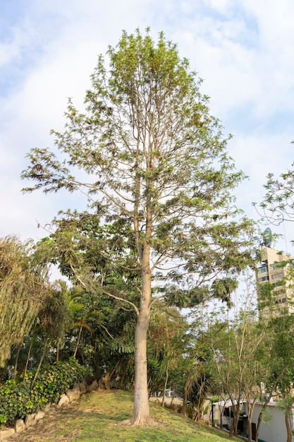 Großer Baum im Park