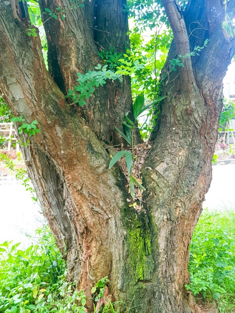 großer Baum im Park