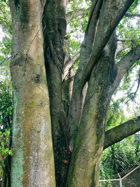 Großer Baum im Park