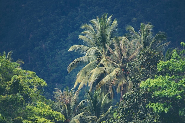 Großer Baum im tropischen Wald, Naturszene