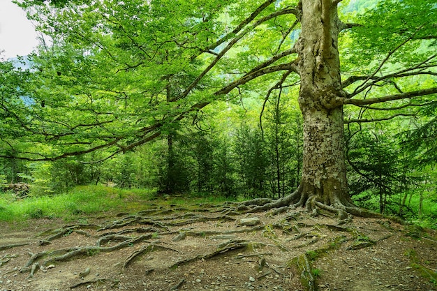 Großer Baum im Wald mit Wurzeln im Boden und langen Ästen.