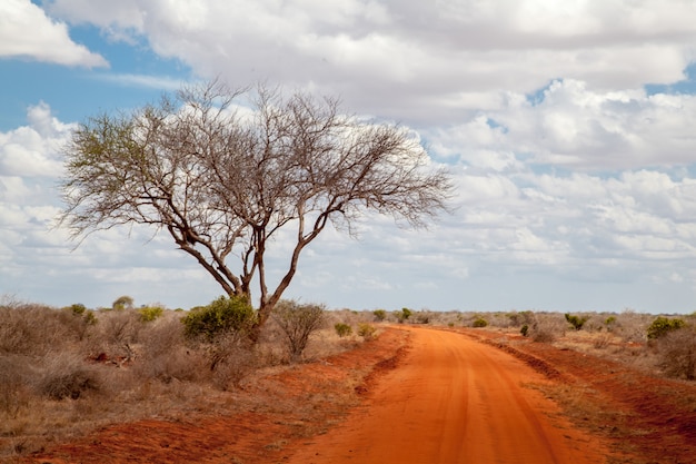 Großer Baum in der Savanne und im roten Boden