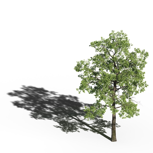 großer Baum isoliert auf weißem Hintergrund 3D-Illustration cg-Render