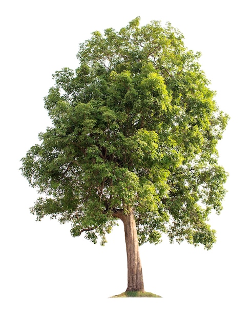 Großer Baum isoliert auf weißem Hintergrund mit Beschneidungspfaden