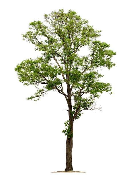 Großer Baum isoliert auf weißem Hintergrund