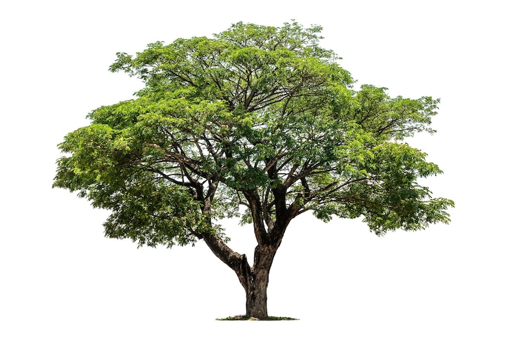 Foto großer baum isoliert