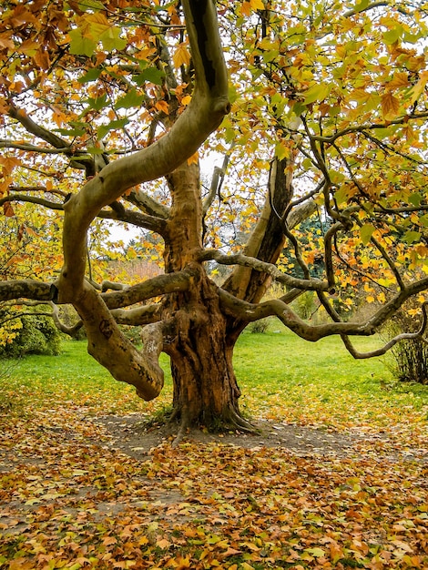 Großer Baum mit einem Ast