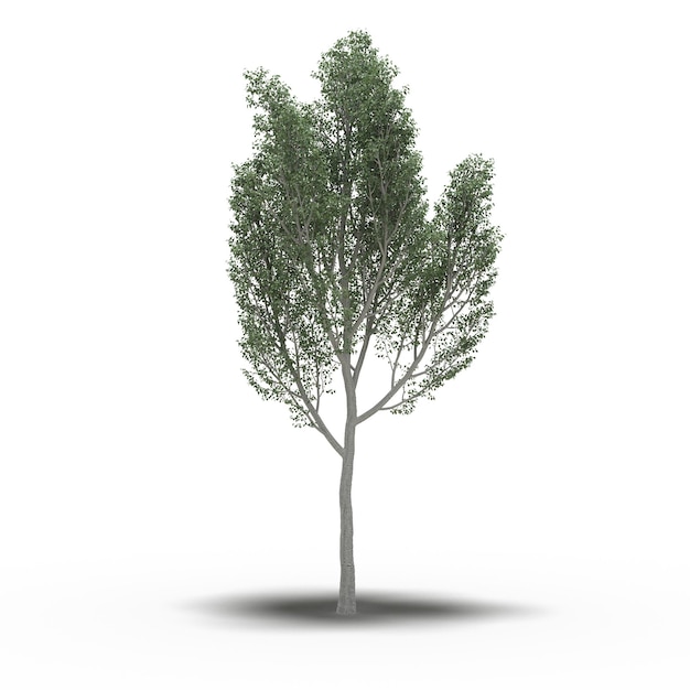 Großer Baum mit einem Schatten darunter, isoliert auf weißem Hintergrund, 3D-Illustration, cg-Rendering
