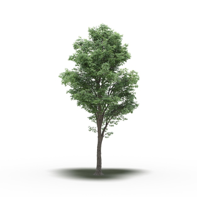 Großer Baum mit einem Schatten darunter, isoliert auf weißem Hintergrund, 3D-Illustration, cg-Rendering