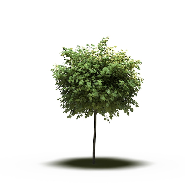 Großer Baum mit einem Schatten darunter, isoliert auf weißem Hintergrund, 3D-Illustration, cg-Rendering