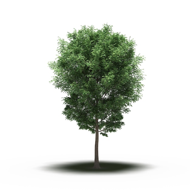 Großer Baum mit einem Schatten darunter, isoliert auf weißem Hintergrund, 3D-Illustration, cg-Rendering