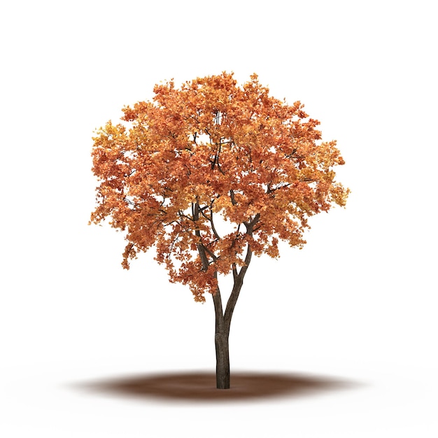 Großer Baum mit einem Schatten darunter, isoliert auf weißem Hintergrund, 3D-Illustration, cg-Rendering