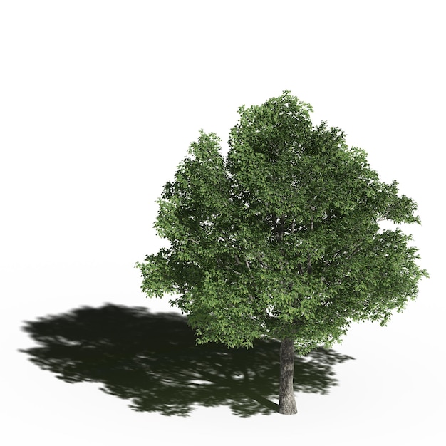 Großer Baum mit einem Schatten darunter, isoliert auf weißem Hintergrund, 3D-Illustration, cg-Rendering