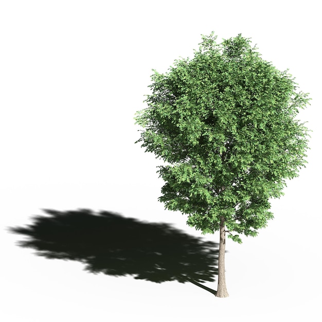 Großer Baum mit einem Schatten darunter, isoliert auf weißem Hintergrund, 3D-Illustration, cg-Rendering