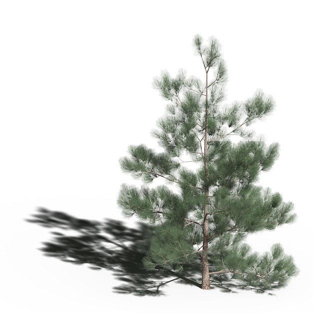 Großer Baum mit einem Schatten darunter, isoliert auf weißem Hintergrund, 3D-Illustration, cg-Rendering