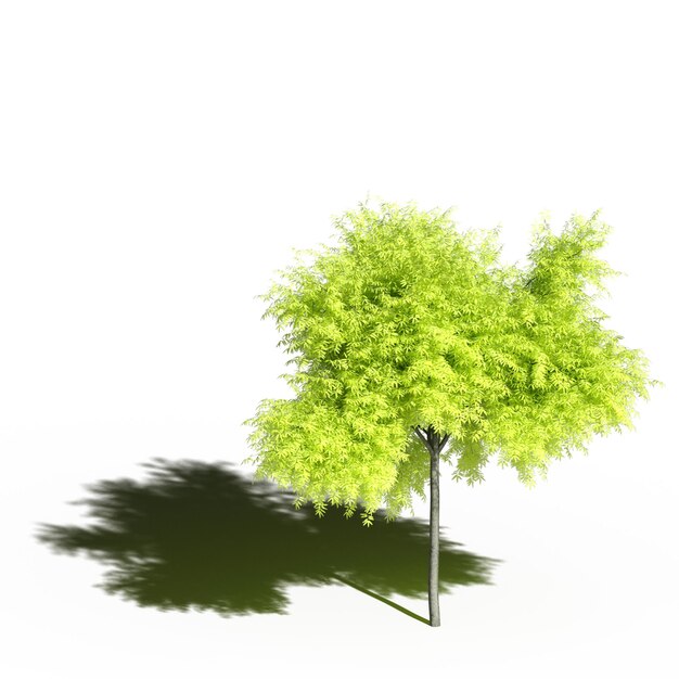 Großer Baum mit einem Schatten darunter, isoliert auf weißem Hintergrund, 3D-Illustration, cg-Rendering