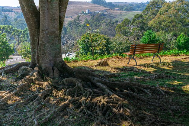 Großer Baum mit freiliegenden Wurzeln und Holzbank um die Landschaft zu genießen