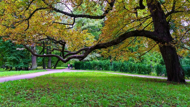 Großer Baum mit horizontalen Ästen, die sich zum Parkweg hin erstrecken.