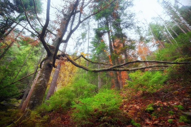 Großer Baum mit langen Ästen inmitten eines magischen Herbstwaldes