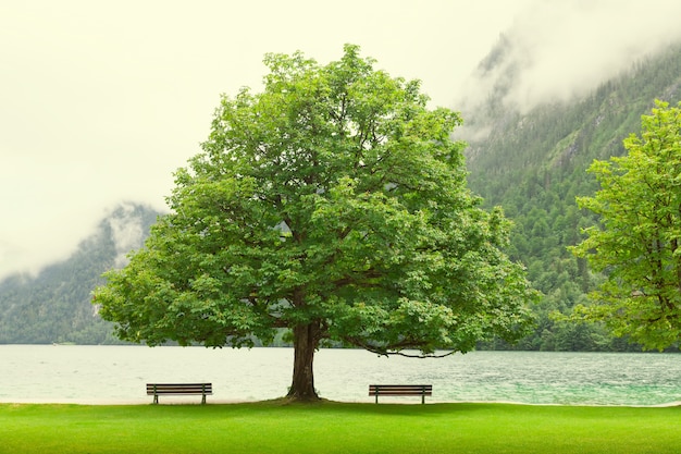 Großer Baum mit Stühlen in See