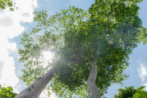 Großer Baum mit Wolken und Sonnenlicht