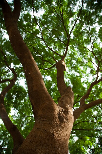 Foto großer baum