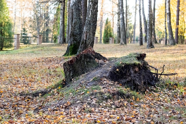 Großer Baumstumpf mit Wurzeln im Park