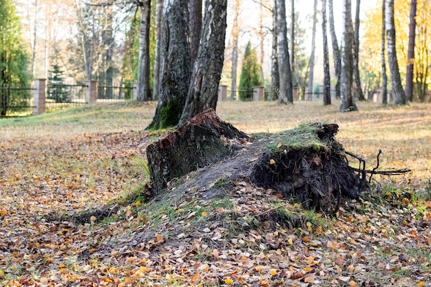 Foto großer baumstumpf mit wurzeln im park