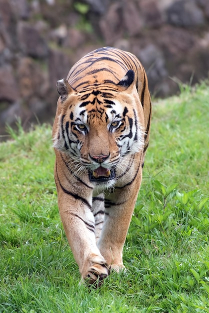 Großer bengalischer Tiger, der auf das Gras geht