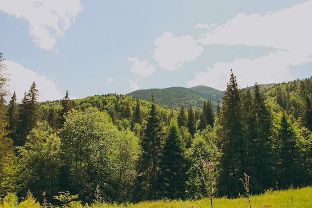 Großer Bergwald mit Bäumen