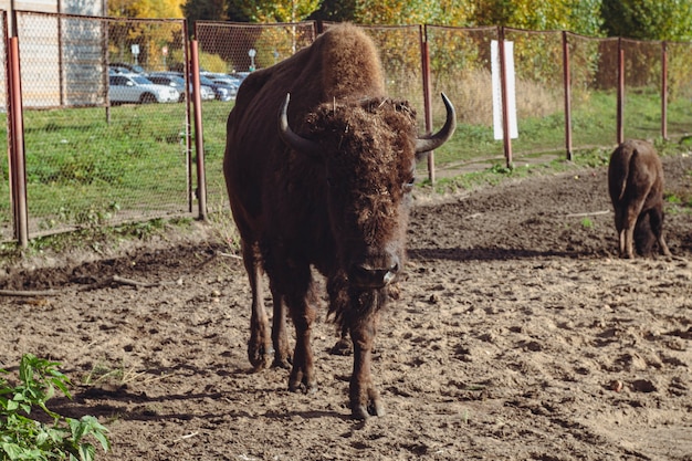 Großer Bison bei sonnigem Wetter